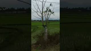 Download lagu Jalan jalan ke pedesaan di sore hari #shorts #short #shortvideo #shortsvideo #shortyoutube mp3