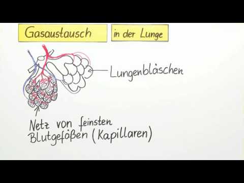 Gasaustausch in der Lunge: So funktioniert die Atmung bei Menschen!