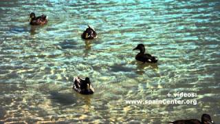 preview picture of video 'Patos nadando en Lagunas de Ruidera'