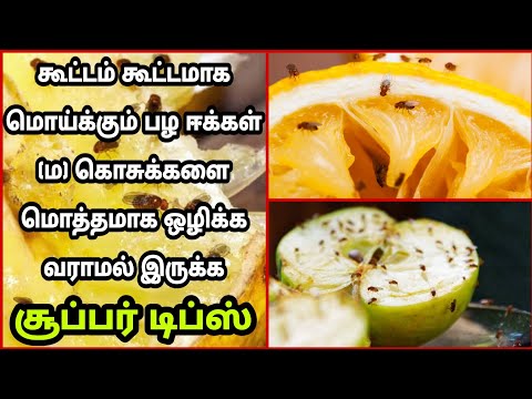 🦗வீட்டில் மொய்க்கும் பழ கொசுக்களை மொத்தமாக ஒழிக்க இந்த வீடியோ பாருங்க/insect control|Fathu's Samayal