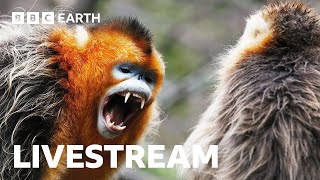 🔴 LIVE: Amazing Asian Wildlife | BBC Earth