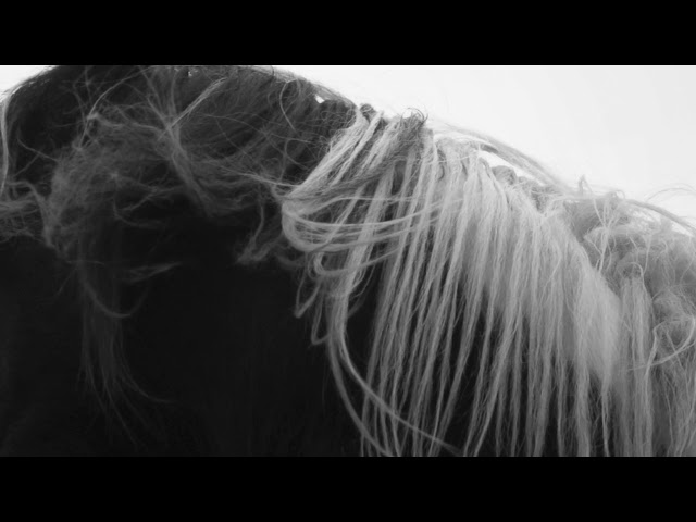 Prodigal Dog - Hilary Woods