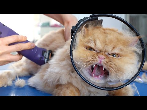 ANGRY PERSIAN CAT!! But she loves bathing ❤️🐱