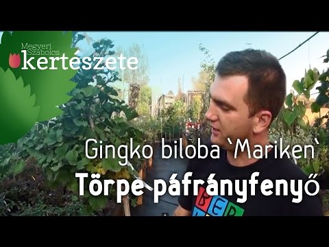 Különleges növények erkélyre: Ginkgo biloba 'Mariken' - Törpe páfrányfenyő