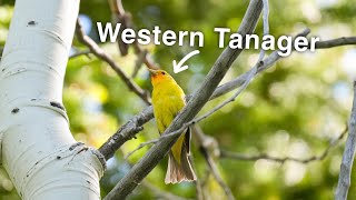 Finding Some Beautiful Birds While Up In The Mountains