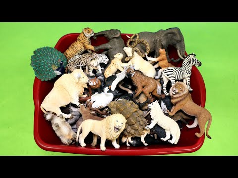 Lots of Wild Animal Figurines - Learn Animal Names