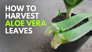 How To Harvest Aloe Vera Leaves - The Clean Way