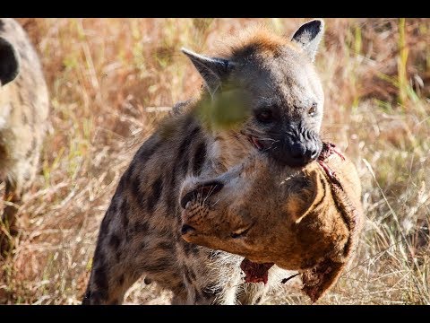 , title : 'Hyena bunuh Singa Betina! Singa Jantan Balas Dendam (Epic Battle)'