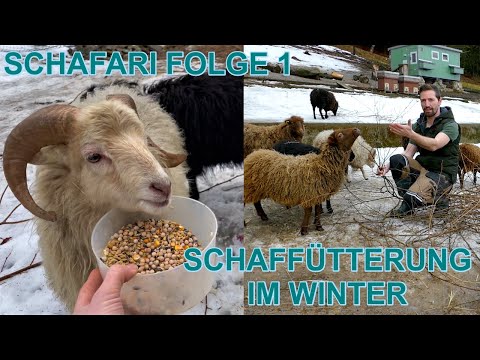 , title : 'Schafe füttern im Winter, mit Abwechslung durch Zweige, Möhren und Kraftfutter - SCHAFARI Folge 1'