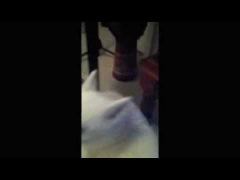 Husky x white shepherd singing