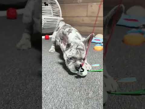 Video 2