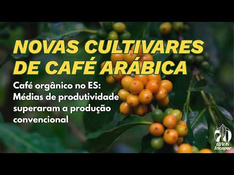 Novas cultivares de café arábica estão transformando a cafeicultura capixaba