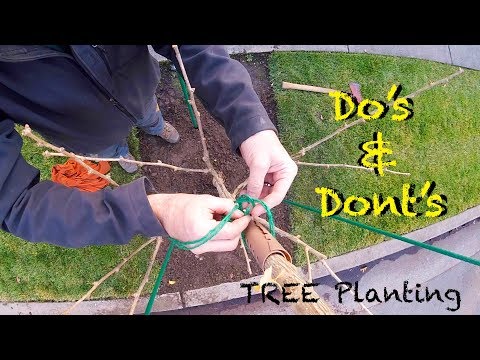 Arborist Tree Planting Tips