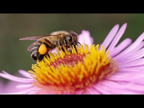 සත් ගිරි කුළු Bambaro (Sath Giri Kulu) T M Jayaratne Bambaro T M Jayarathna