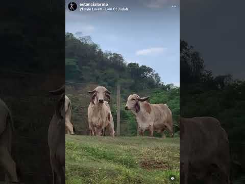 MATRIZES GIR LEITEIRO ESTÂNCIA LARULP - PATROCÍNIO PAULISTA/SP