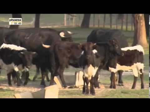 Sonne, Siesta und Saudade Lissabon der Tejo und die Kunst Doku über Lissabon Teil 2