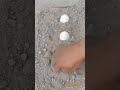 Chicken Eggs Hatching Murgi Ke Ande Se Bache Chicken Egg Hatching Viralshort Shortvideo