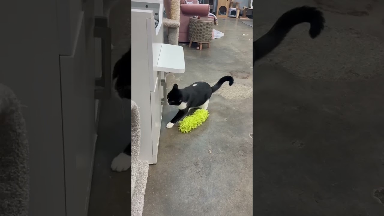 Deb, a Adoptable Domestic Short Hair in Shawnee, KS video 6/6