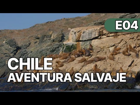 Chile - Un Viaje Salvaje - EP 4 | Explorando el Mar de Chile