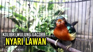Download lagu KOWUL GACOR MENCARI LAWAN mp3