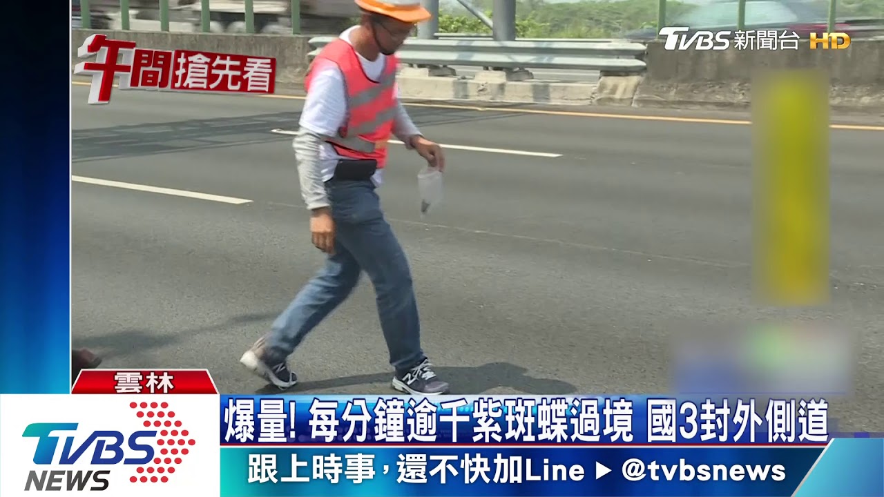 爆量!每分鐘逾千紫斑蝶過境 國3封外側道