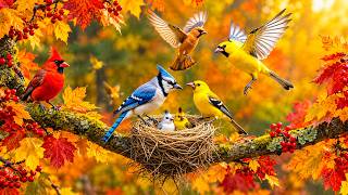 ☀️ Relaxing Piano & Birdsongs | Serene River Morning for Peaceful Study & Gentle Focus