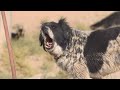 Dog Photography