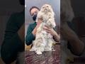 Cat Grooming 55 100 Days Catsbae