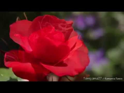 Karen Matheson - A Red, Red Rose