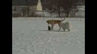 preview picture of video 'Jerome, Caleb and Schatzi Enjoy A Winter Day At the Frostburg Dog Park'