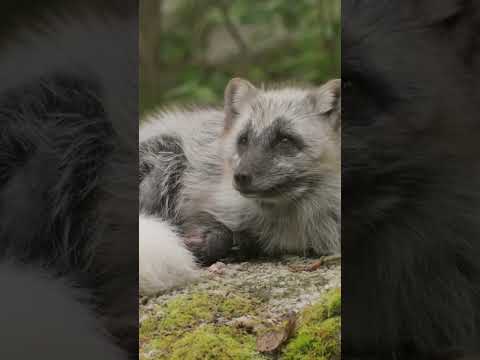 The Arctic Fox: Master of Disguise
