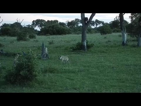 Djuma: Two Hyenas approach and Baboons go in to tree - 19:12 - 01/16/2020