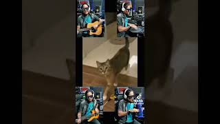 Cover art for SINGING CAT