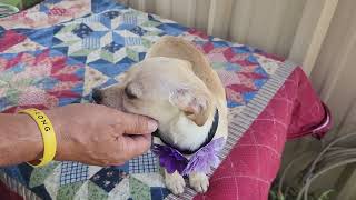 Video preview image #1 Chihuahua Puppy For Sale in Bandera, TX, USA
