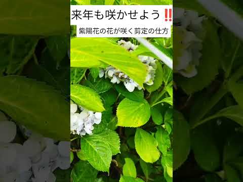 凍ってしまったアジサイを復活させる方法は？霜で傷んだ部分は剪定したほうがいいでしょうか？  庭園