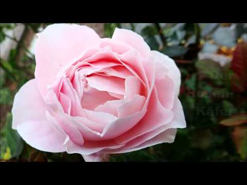 Lommatzsch - Unsere  Gartenhelfer (1)