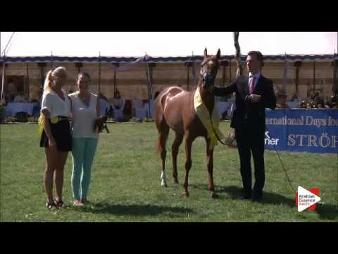 1st Place N.16 FORELOCKS VERONIQUE - Ströhen 2015 C-Show - Junior Fillies Championship (Class 15)