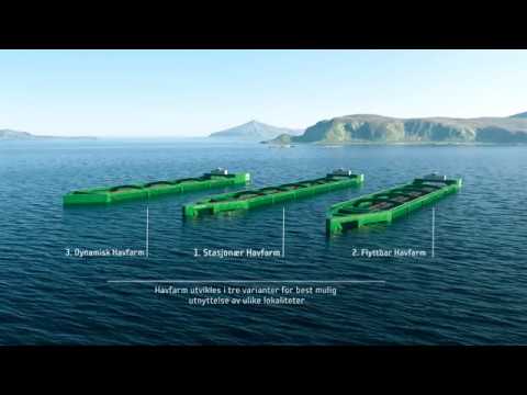 NSK - 3417 Offshore fish farm (Havfarm) - 2