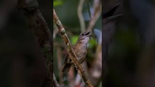 Download lagu suara pelanduk semak di alam liar...!!! #Pelanduksemak #cohong #pelandukkopi mp3