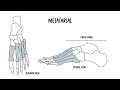 Foot Anatomy: Bones, Joints, Arches, Muscles, Vessels & Nerves
