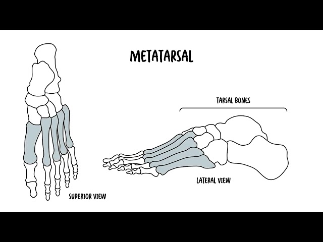 Foot Anatomy: Bones, Joints, Arches, Muscles, Vessels & Nerves