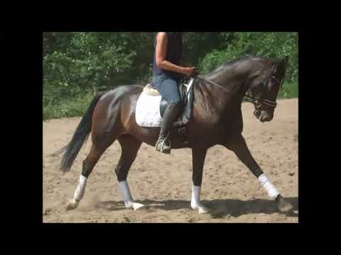 CARLOTTA MIA 8j. v. Cormint - Donnerbube - VB 5.000,- Euro