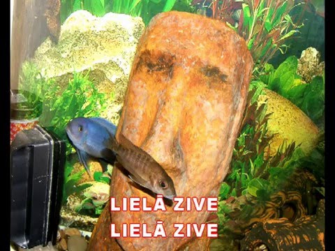 Lielā zive - karaoke "Agrais rīts" www.kar.lv