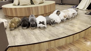 ひとり猫カフェ