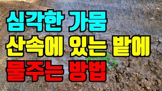 pto사용방법, 산속에 심은 두릅뿌리 물을 줬어요.