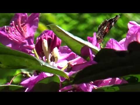 Het winnende plan: Handboek Bosdorp