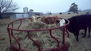 Lucky To Be Here:  Montgomery Gentry