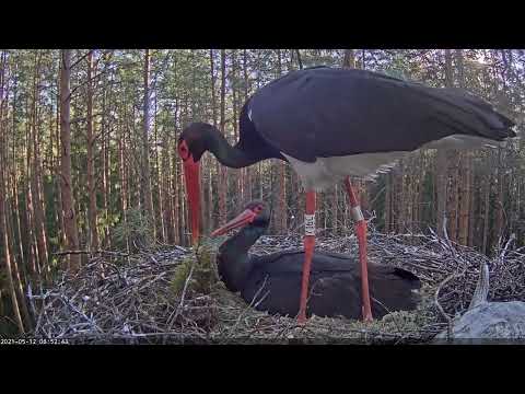 Black Stork Nest in Karula, (Karl II and Kaia) 2021