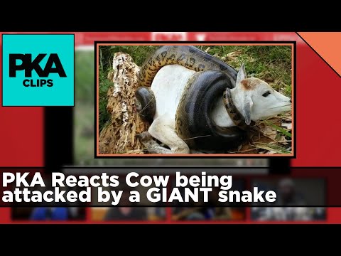 PKA Reacts Cow being attacked by a GIANT snake - PKA Clip