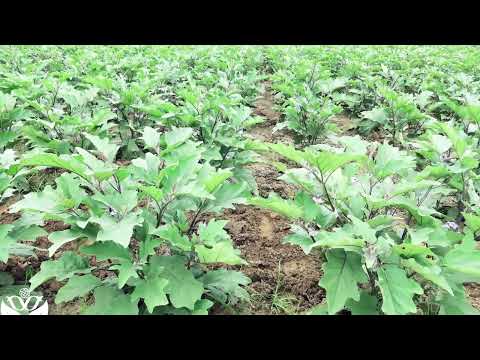 Orisai Irrigation 2022